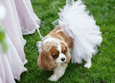 White Bridal Dog Tutu Skirt (size: XL)